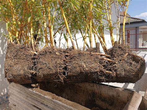 transplanting bamboo